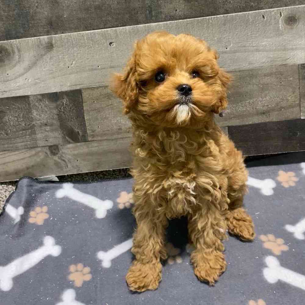 Star, Female Cavapoo Puppy for sale in Flint