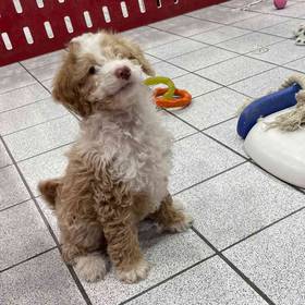 Mini Aussiedoodle