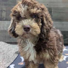 Cockapoo