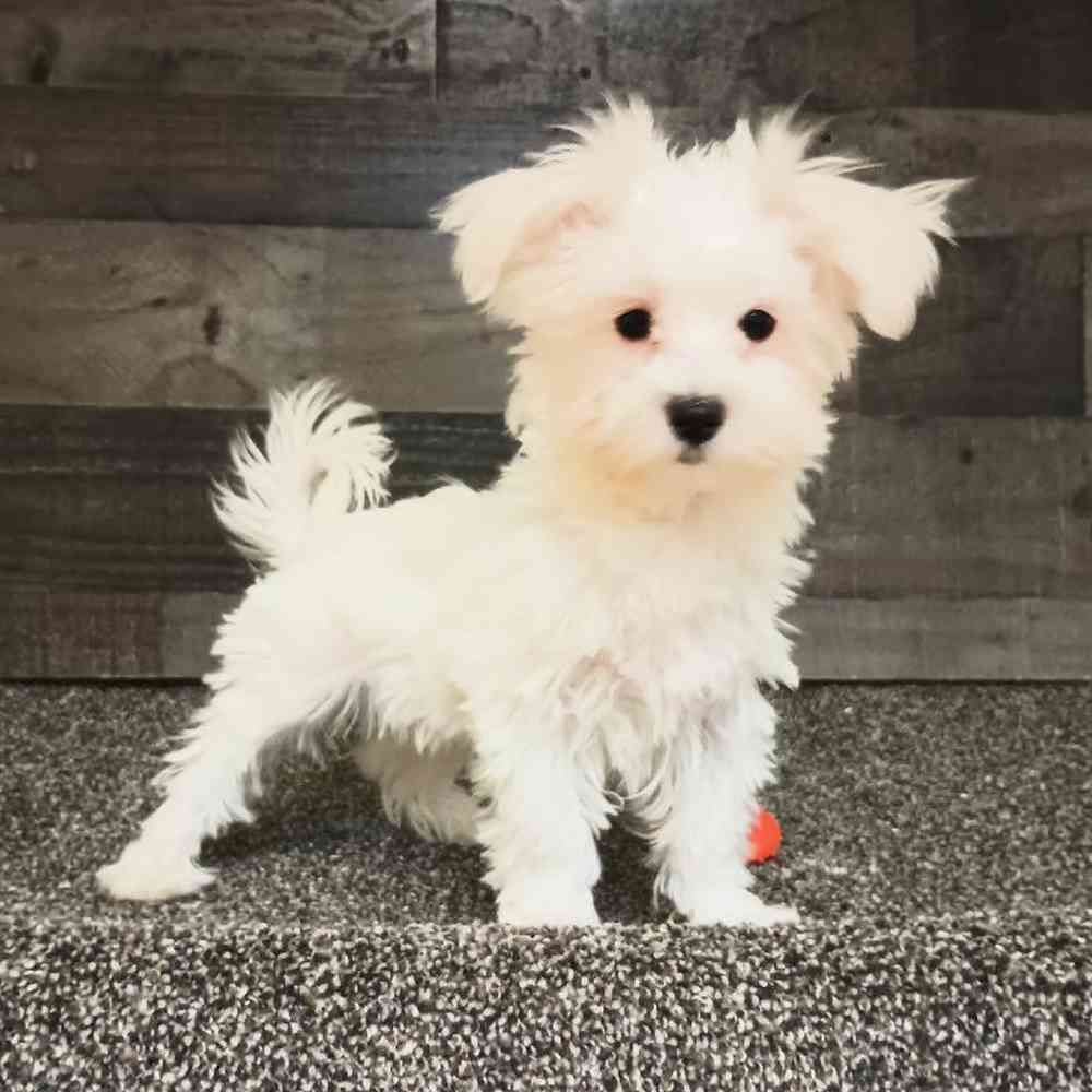 Male Maltese Puppy for Sale in Troy, MI