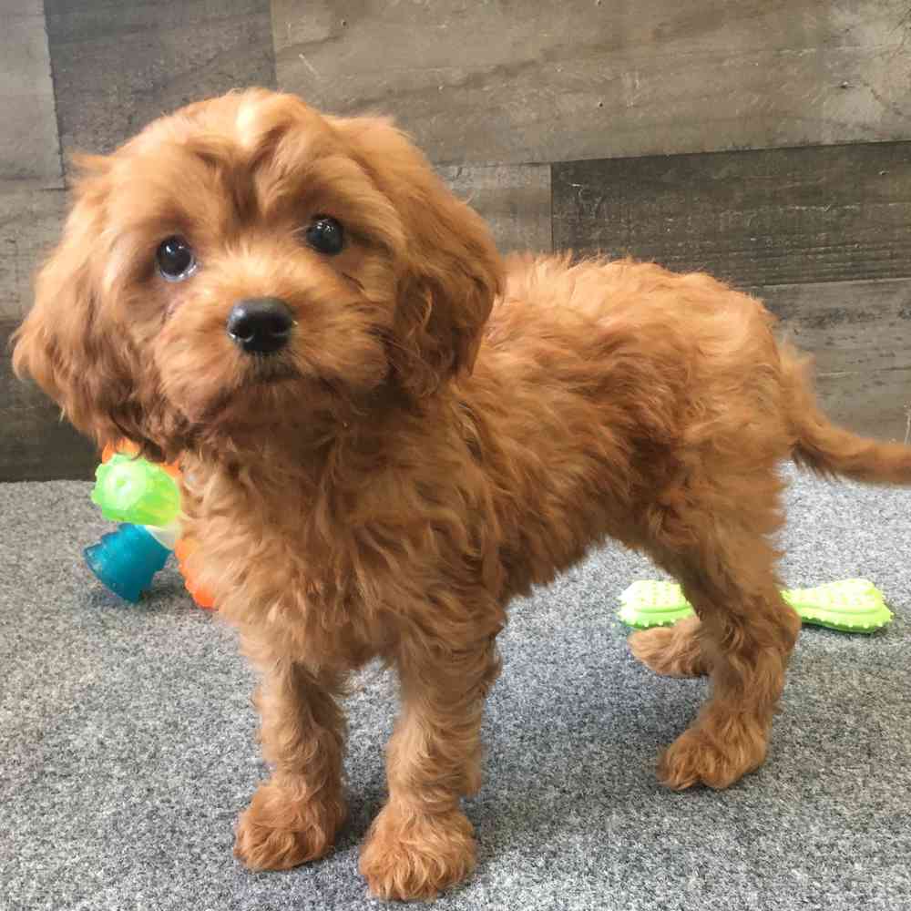 carousel pet images