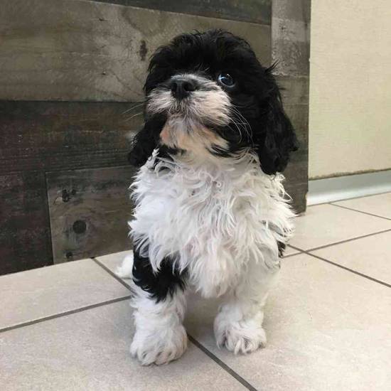 Gnocchi