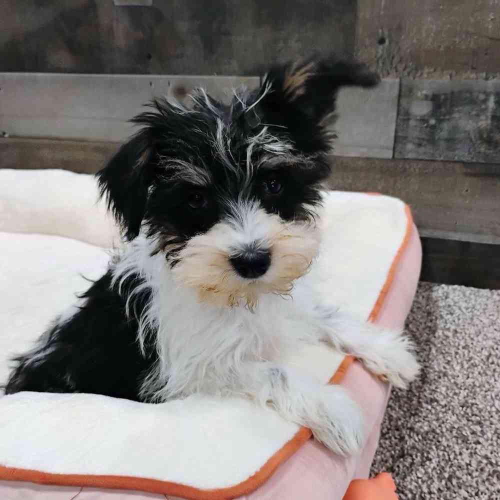 Image of a pet breed in the gallery