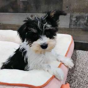 Mini Schnauzer