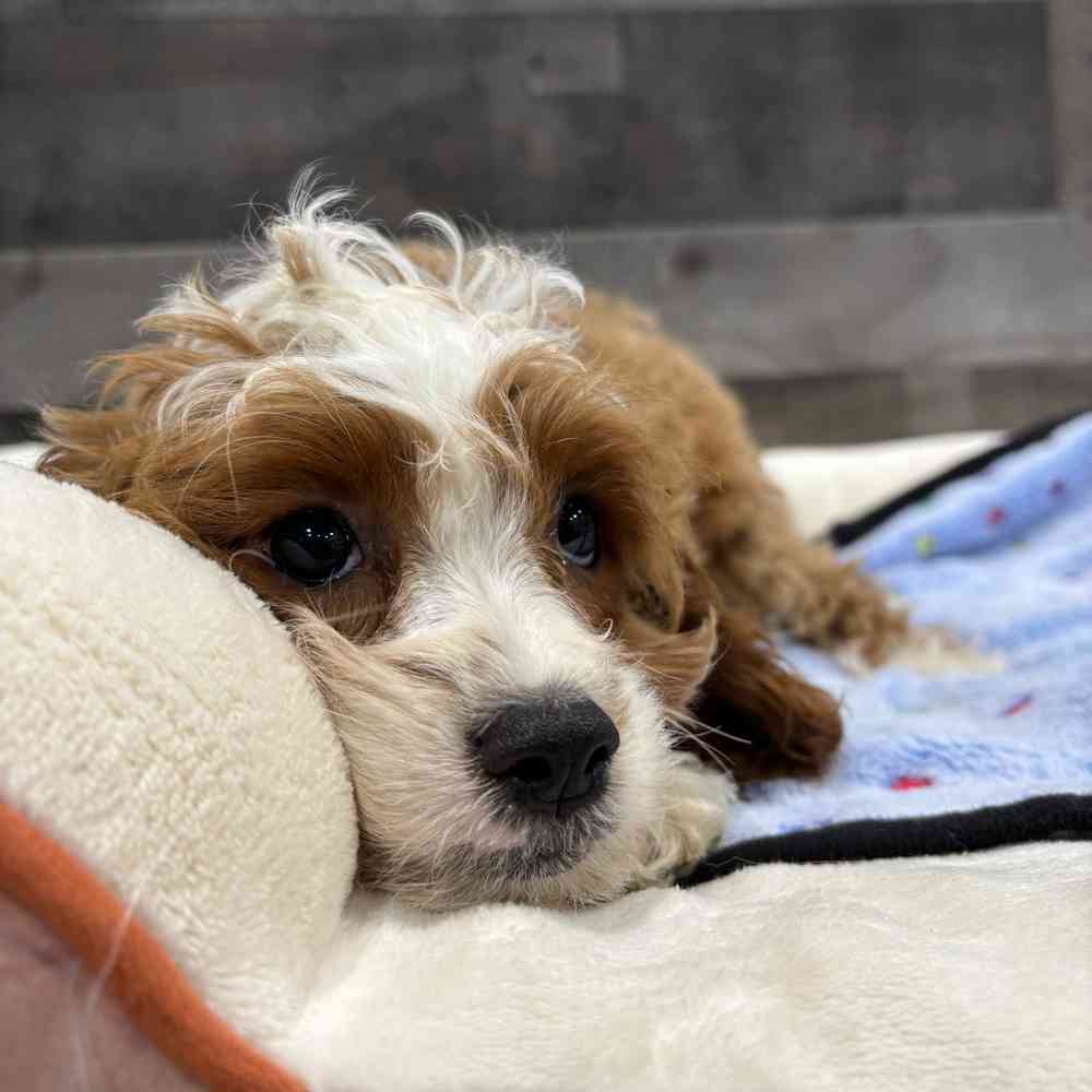 Kiki, Female Cavapoo Puppy for sale in Troy