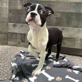Boston Terrier