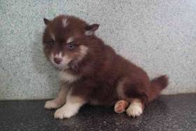 Pomsky