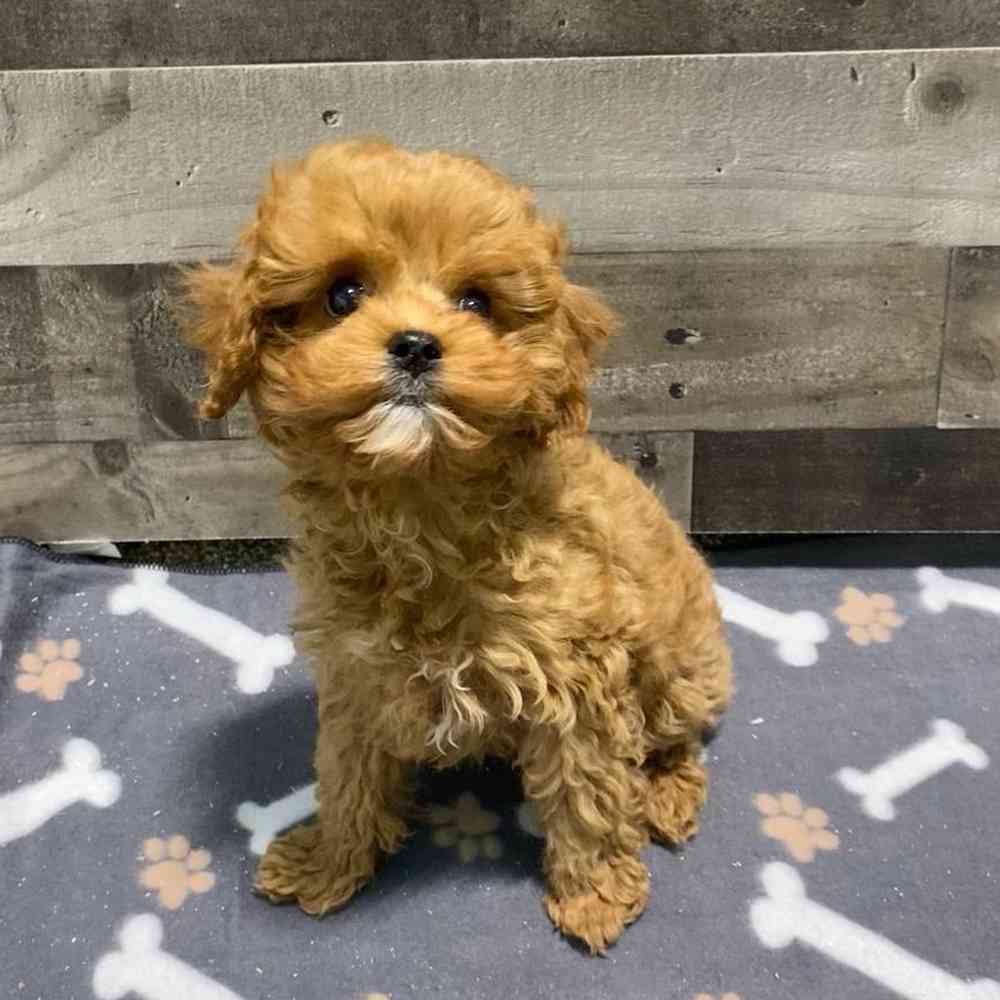 Star, Female Cavapoo Puppy for sale in Flint