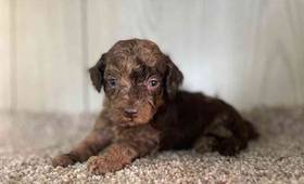 Mini Poodle
