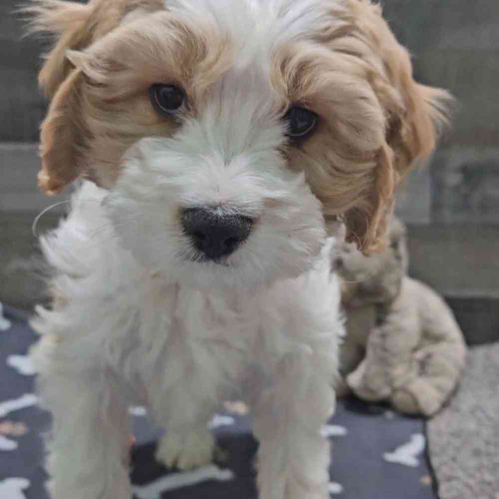 Image of a pet breed in the gallery