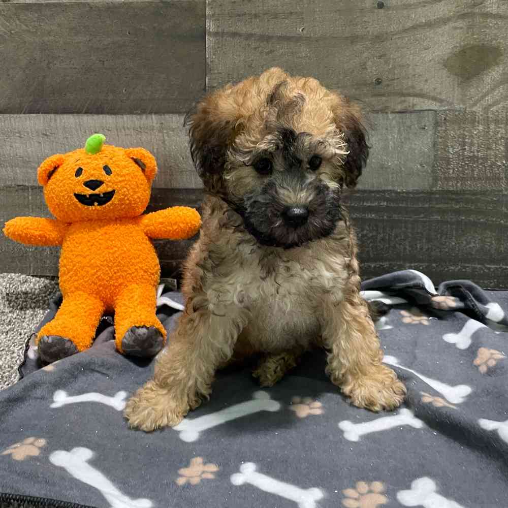 Information on Toy Poodle Soft Coated Wheaten Terrier Puppies for Sale in Michigan