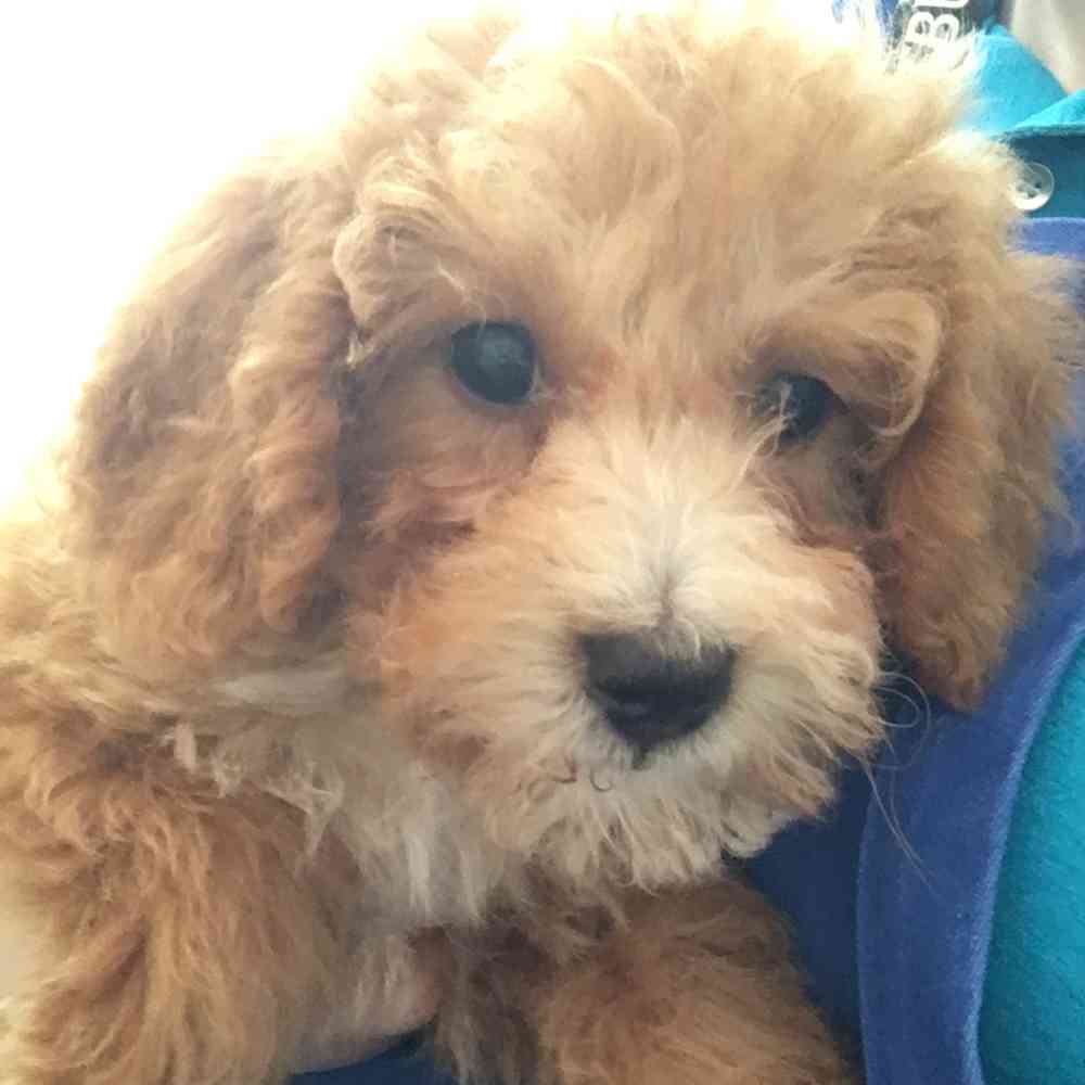 pet breed image