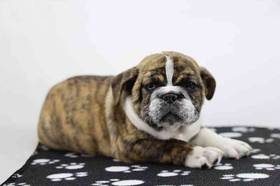 Bulldoggle