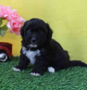 Shih Tzu-Bichon