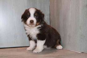 Mini Aussie