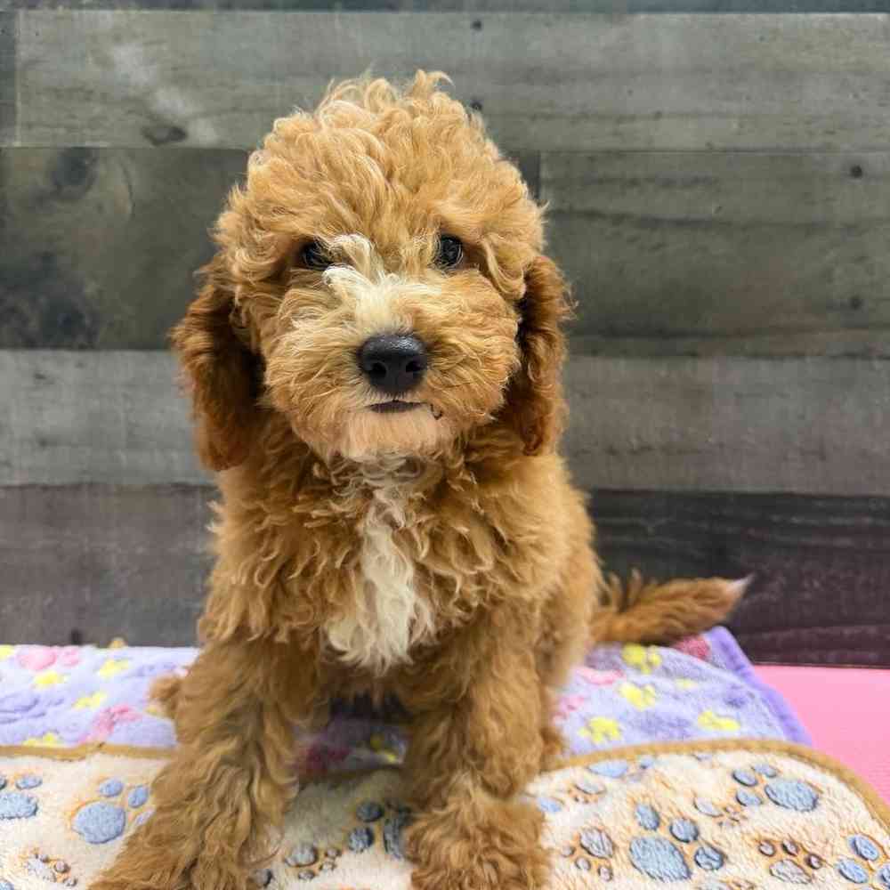 Image of a pet breed in the gallery