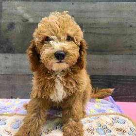Cavapoo