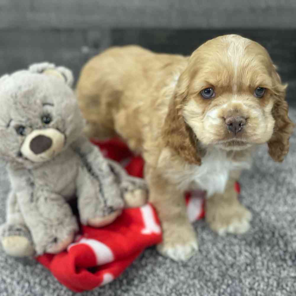 Cocker Spaniel