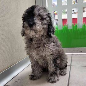 Mini Poodle UNREG