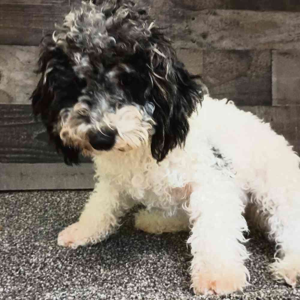 Female Cavapoo Puppy for Sale in Troy, MI
