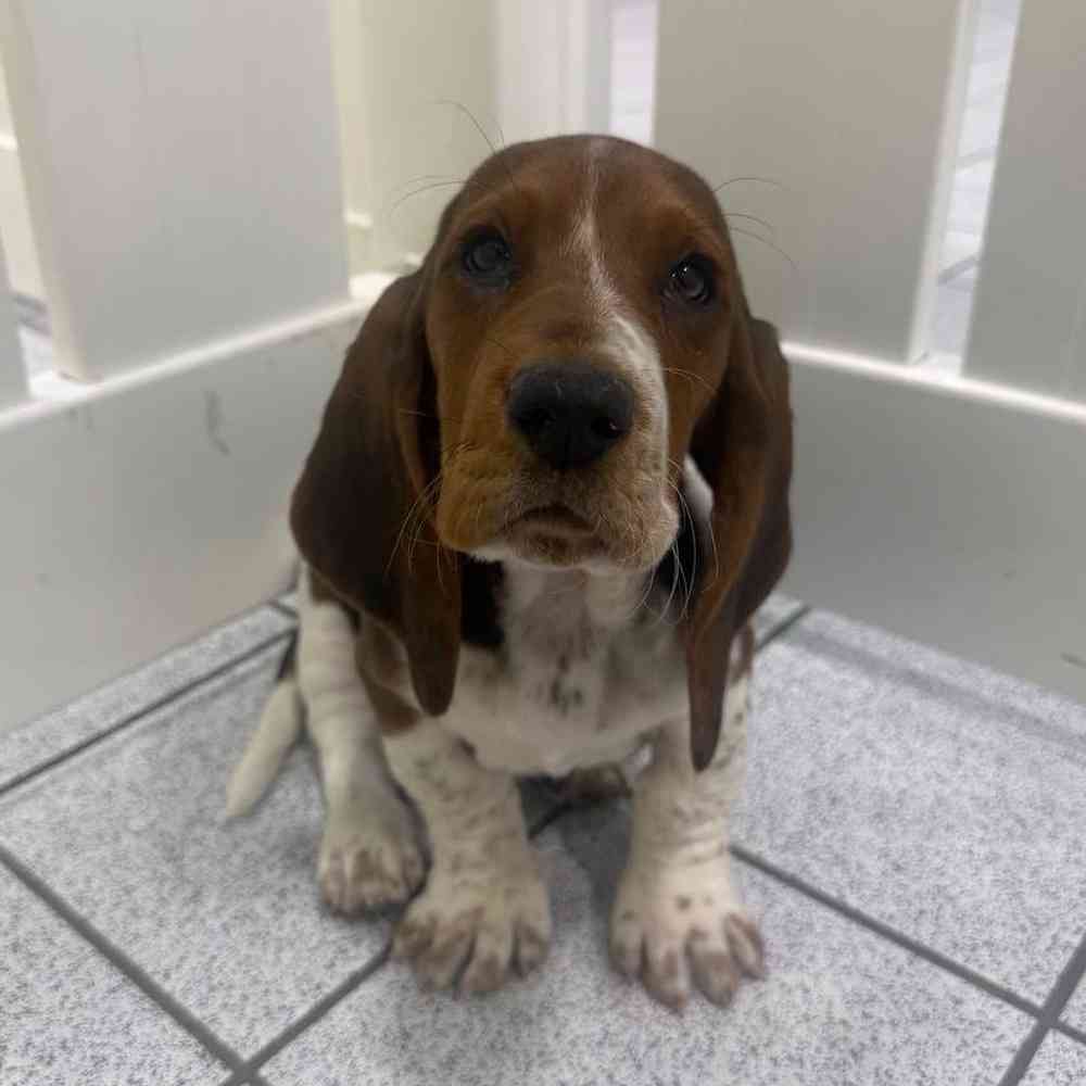 pet breed image