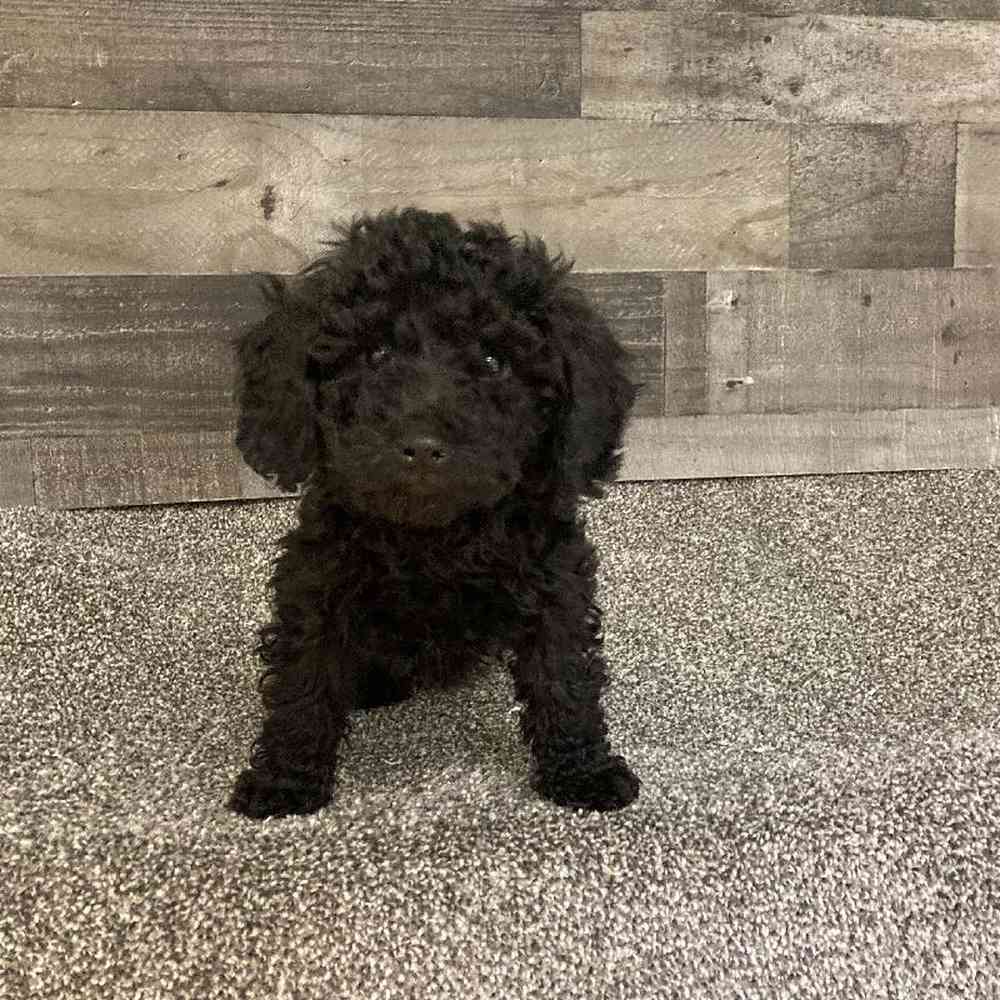 Image of a pet breed in the gallery