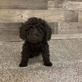 Mini Goldendoodle