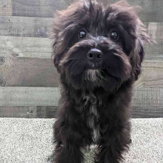 Max, Male Papidoodle Puppy for sale in Troy