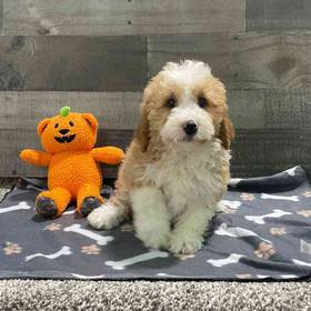 Mini Bernedoodle