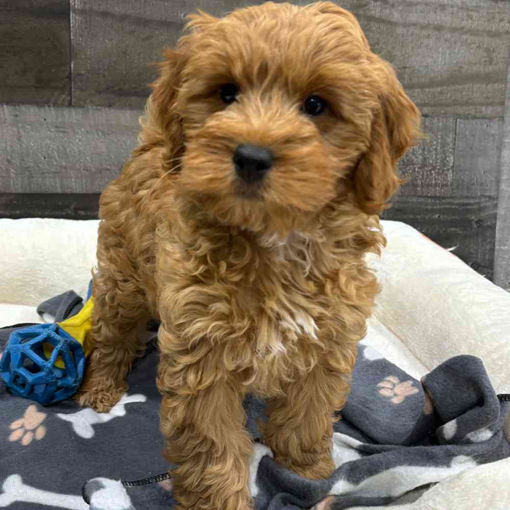 Darby