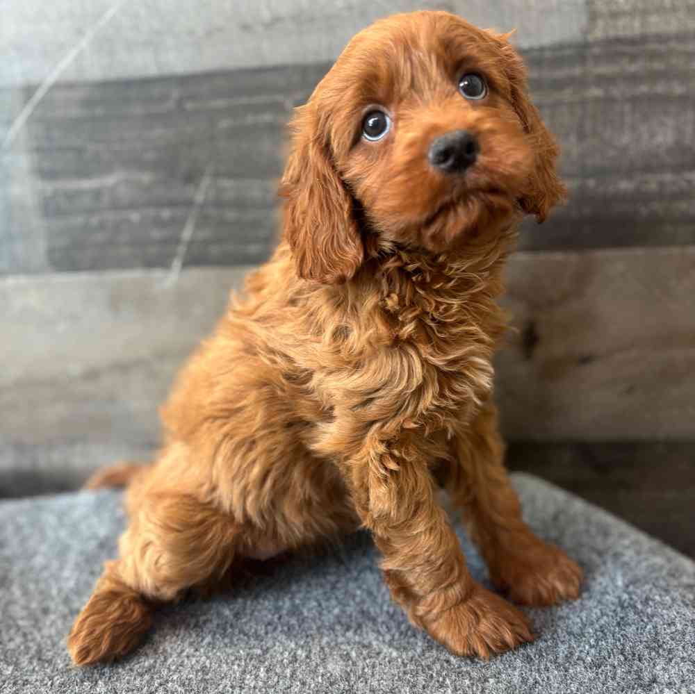 Marguirite, Female Cavapoo Puppy for sale in Novi