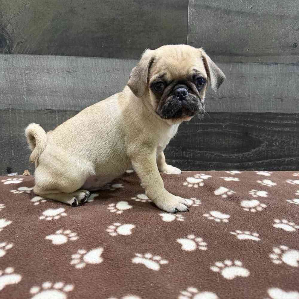 pet breed image