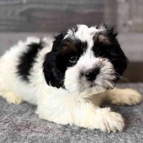 Shih Tzu-Bichon