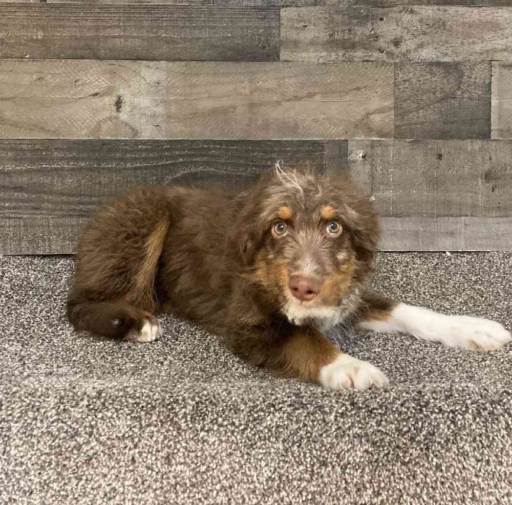 Male Aussiedoodle Puppy for Sale in Troy, MI