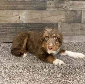 Aussiedoodle