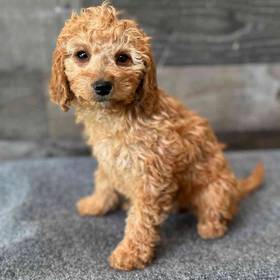 Mini Goldendoodle