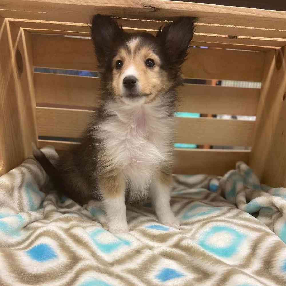 Male Sheltie Puppy for sale