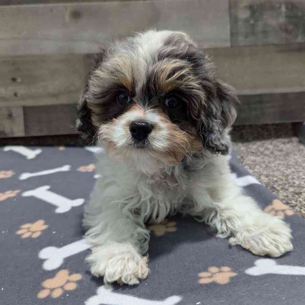 Image of a pet breed in the gallery