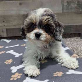 Cavapoo