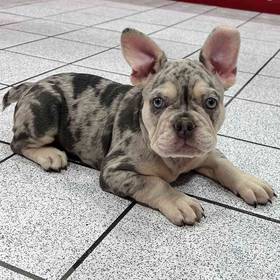 French Bulldog