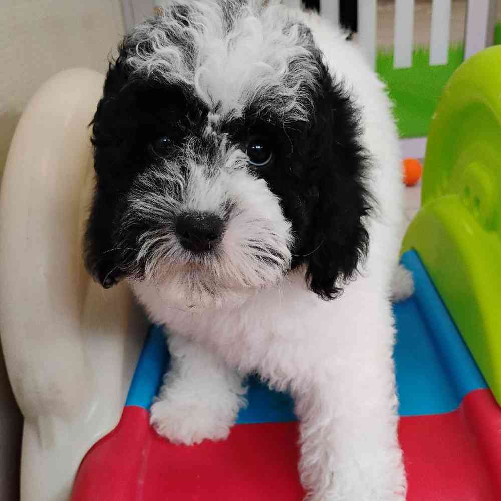 Female Mini Poodle Puppy for Sale in Troy, MI
