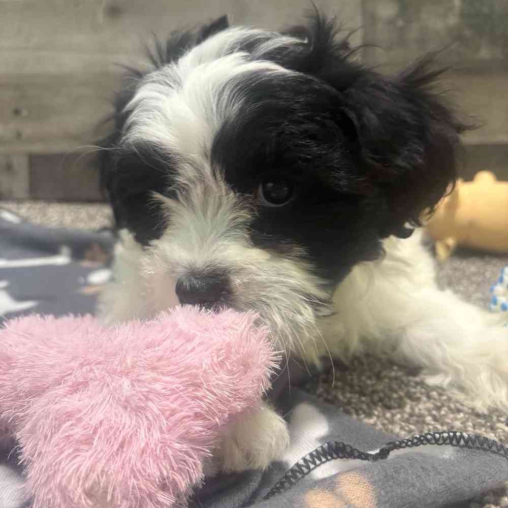 pet breed image