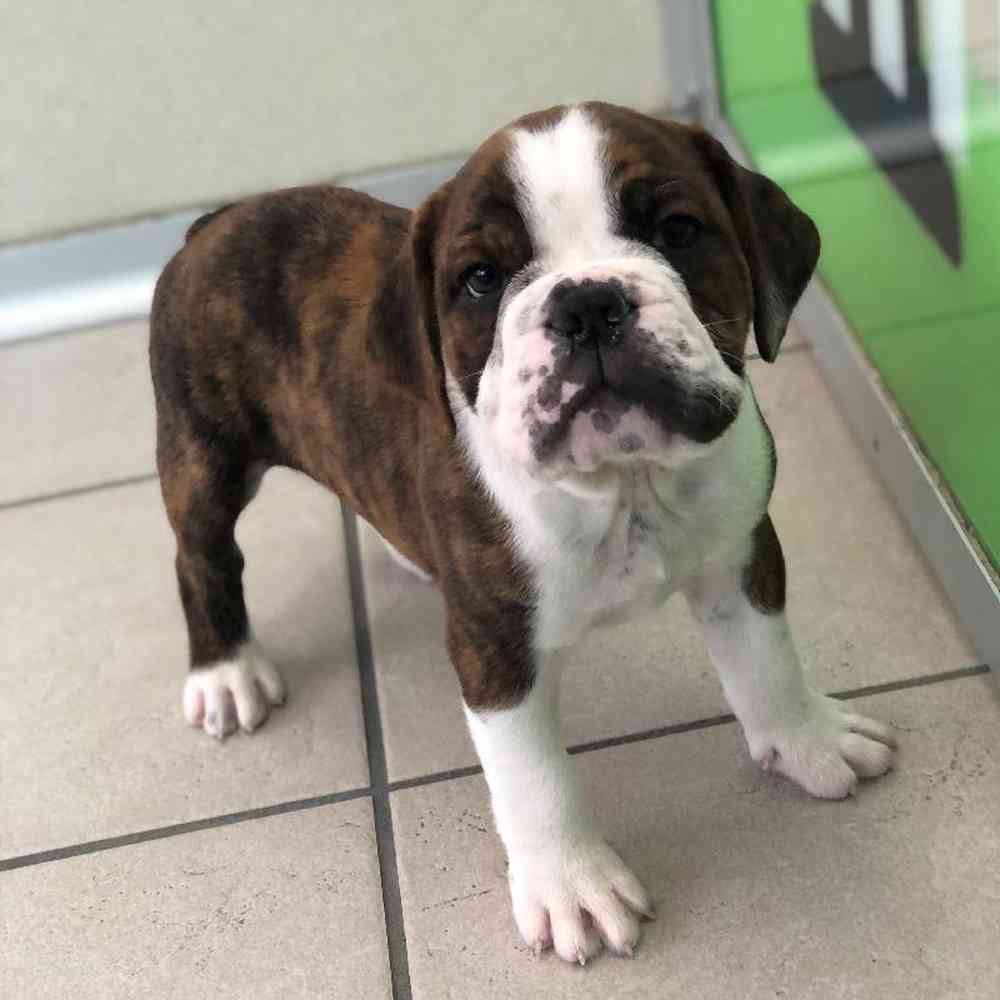 Male Bodoggle Puppy for sale