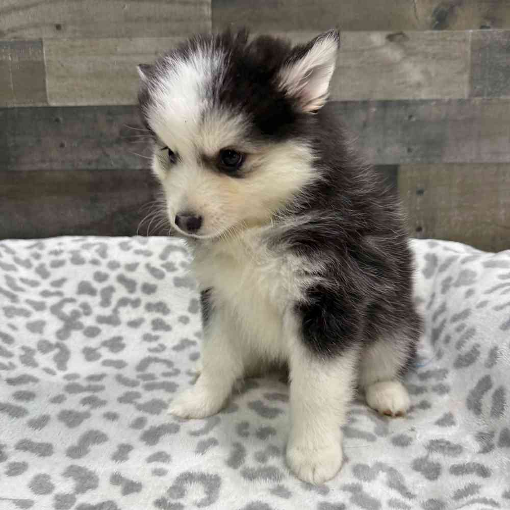 pet breed image