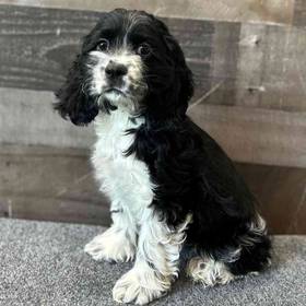 Cocker Spaniel
