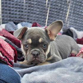 French Bulldog