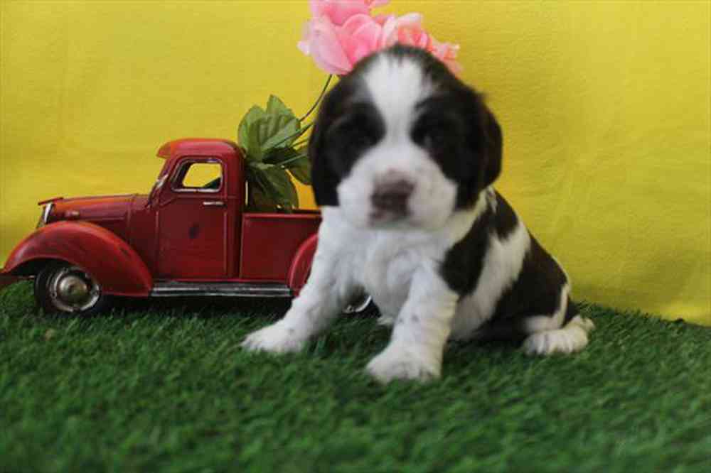 pet breed image