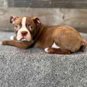 Boston Terrier