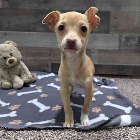 Chihuahua