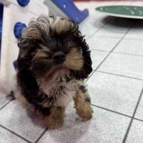 Cockapoo